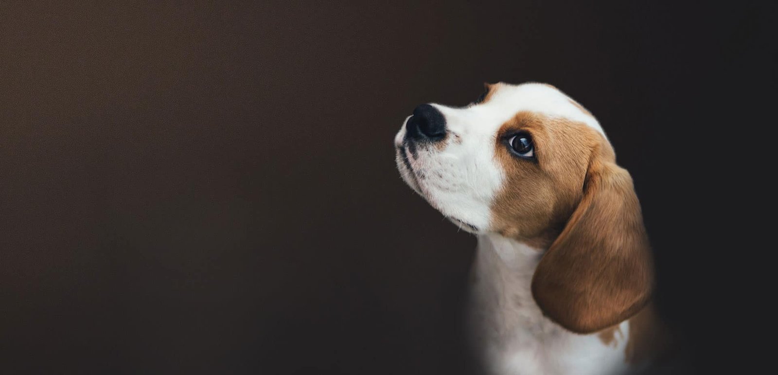 pet sitting hero