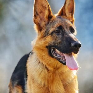 german shepherd symbolism and meaning