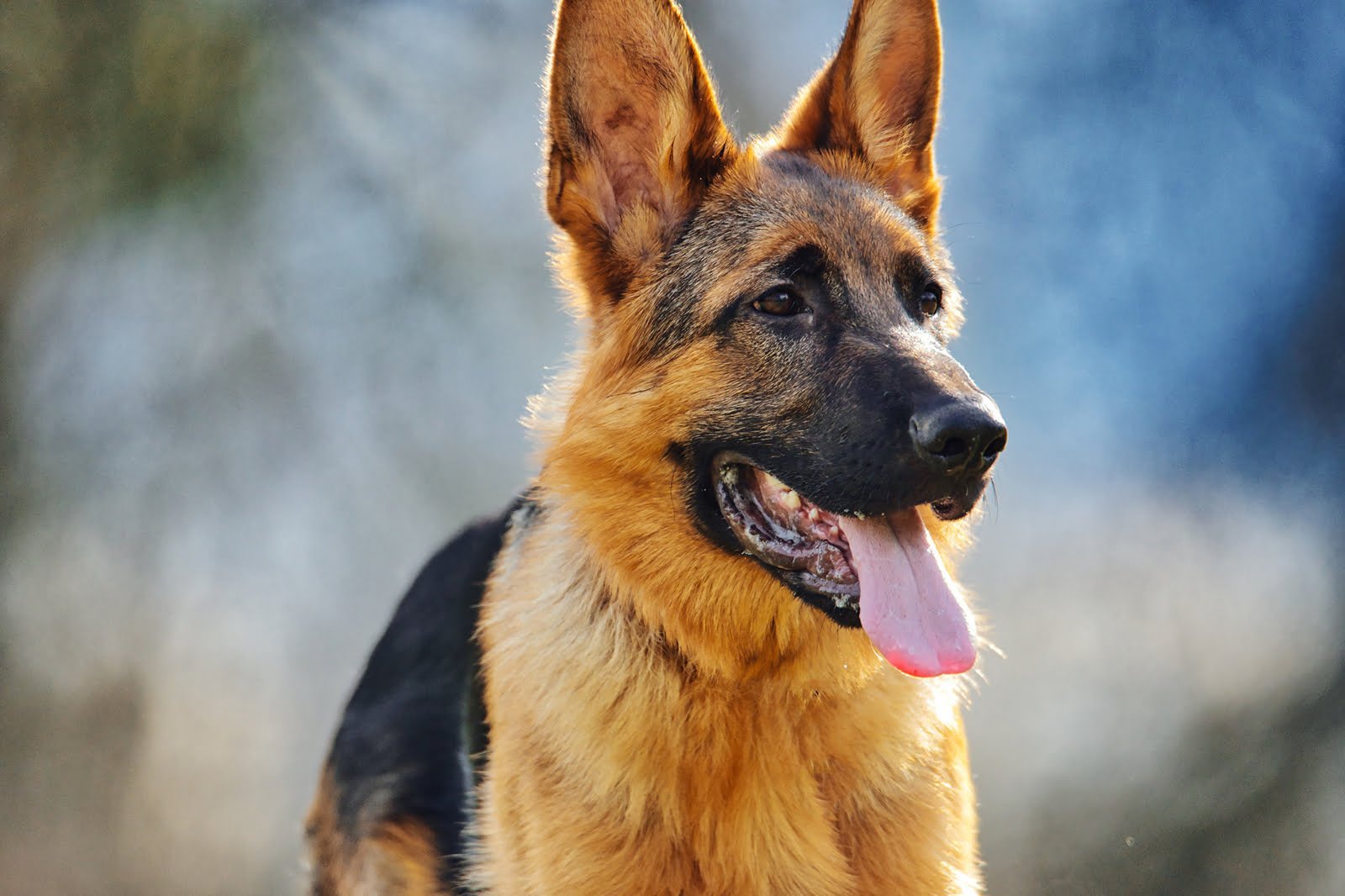 german shepherd symbolism and meaning