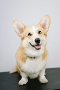 Pembroke Welsh Corgi