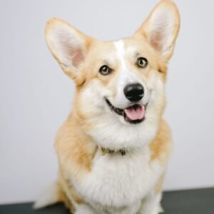 Pembroke Welsh Corgi