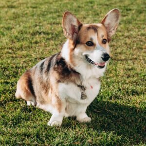 Corgi