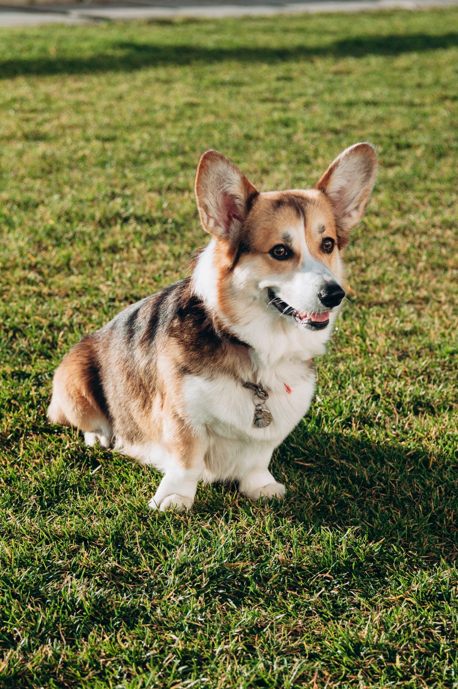 Corgi