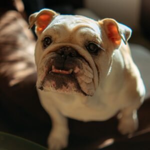Bulldog