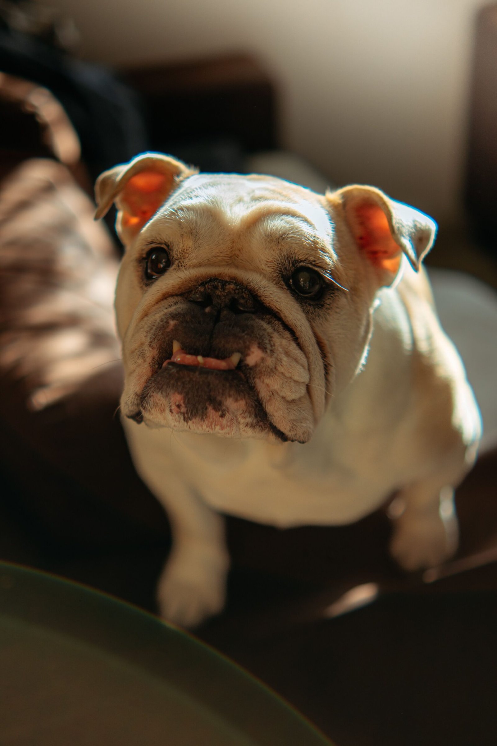 Bulldog