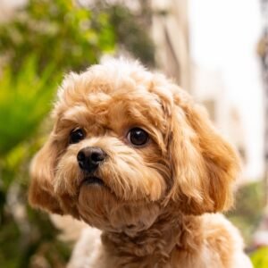 Teddy