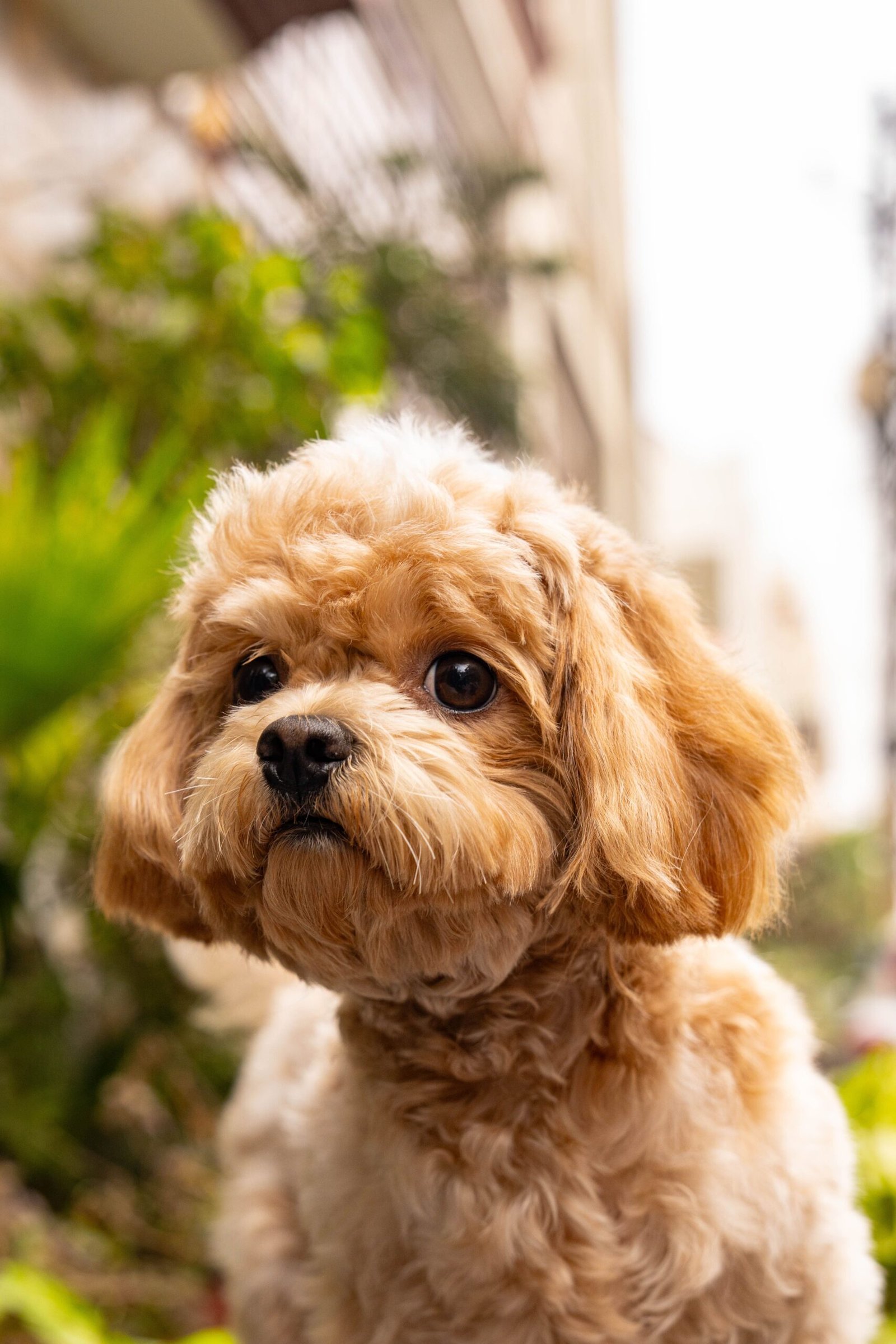 Teddy