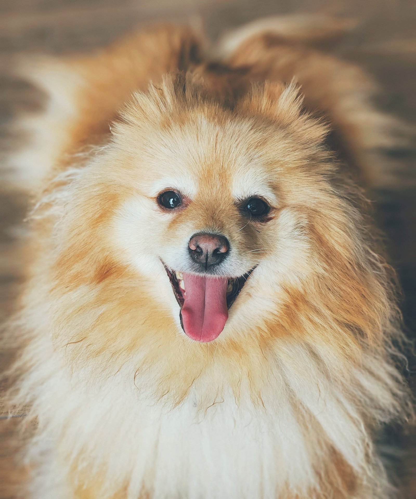Teddy