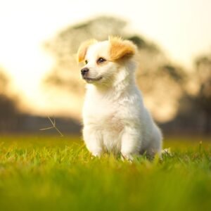 Mix Puppy