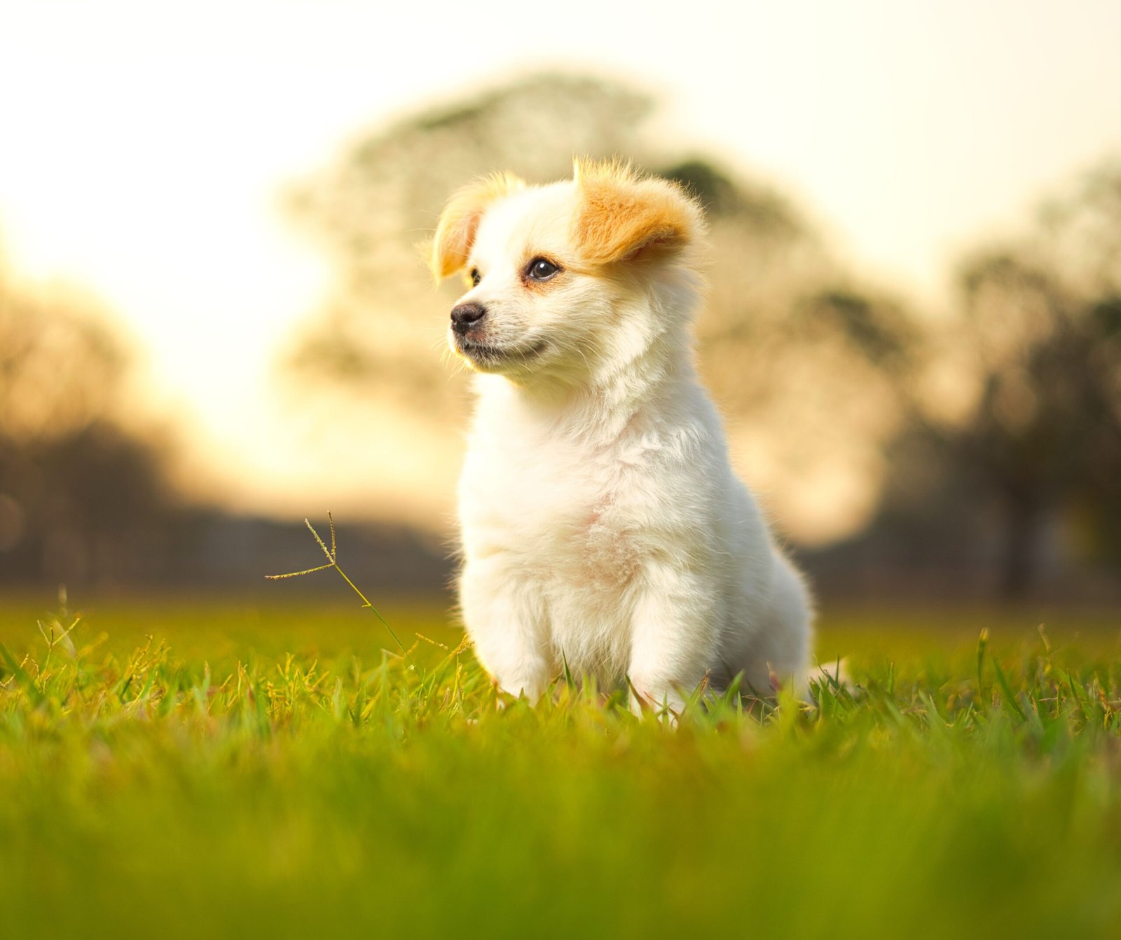 Mix Puppy