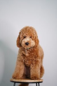 Labradoodle