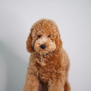 Labradoodle