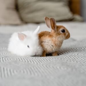 pet