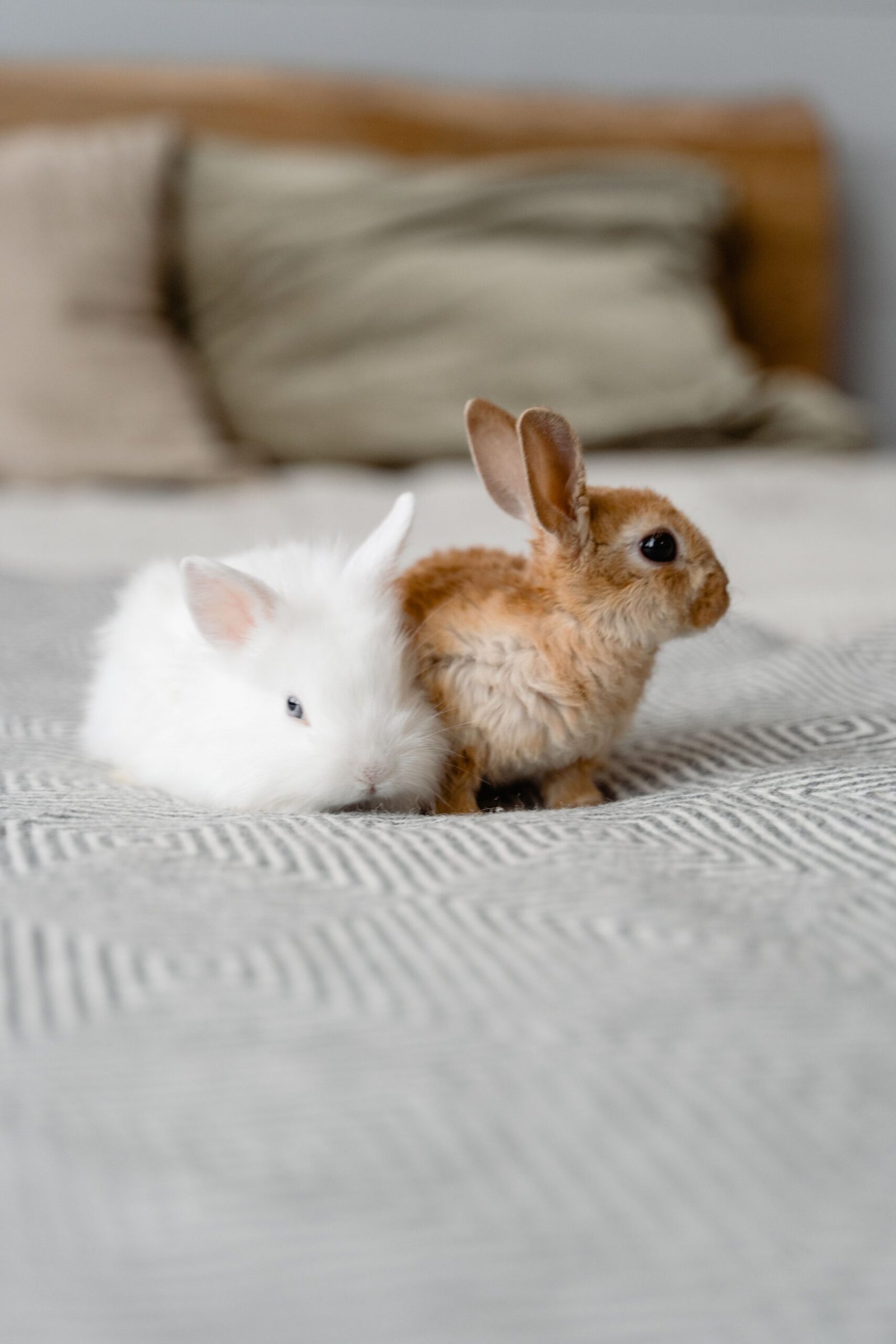 pet